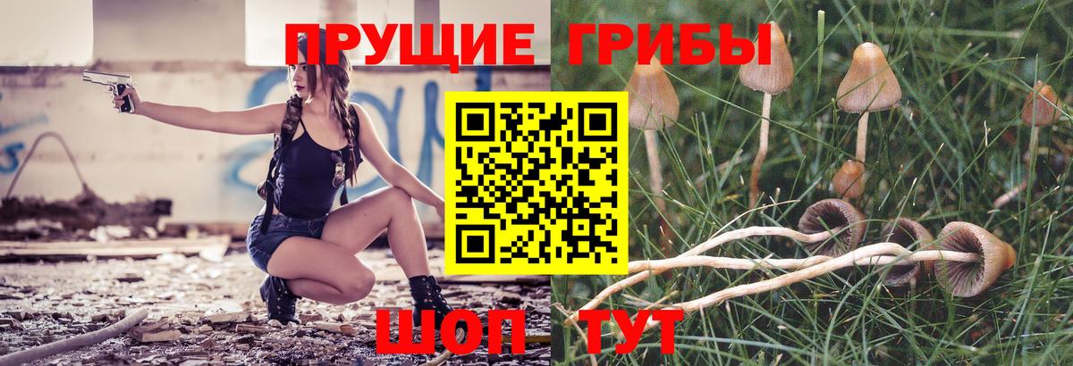 Шебекино  Галлюциногенные грибы прущие грибы  Галлюциногенные грибы мицелий  Вход с VPN 